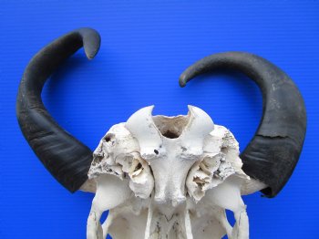Real Water Buffalo Skull with 16-1/2 and 18 inches Horns, Grade B $89.99