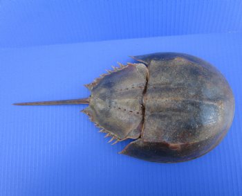 13 inches Extra Large Dried Atlantic Horseshoe Crab for $14.99