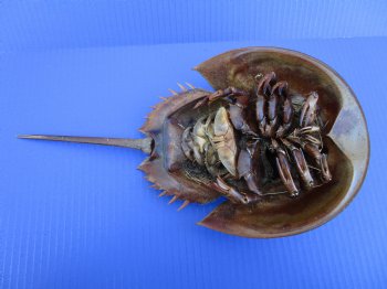 13 inches Extra Large Dried Atlantic Horseshoe Crab for $14.99