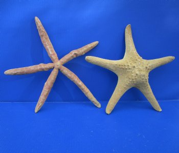 17-1/2 inches Huge Knobby Starfish and 14-1/2 inches Finger Starfish for Sale - Buy these 2 for $29.99