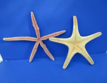 17-1/2 inches Huge Knobby Starfish and 14-1/2 inches Finger Starfish for Sale - Buy these 2 for $29.99