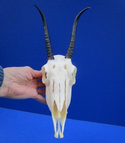 African Female Springbok Skull with 6 and 6-1/4 inches Horns <font color=red> Grade A Quality</font> for $69.99