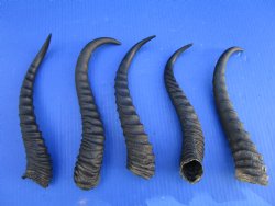 5 Male Springbok Horns for Crafts, 10-1/4 to 11-3/4 inches - Buy these for $9.00 each