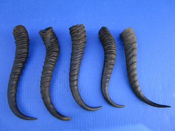 5 Male Springbok Horns for Crafts, 10-1/4 to 11-3/4 inches - Buy these for $9.00 each