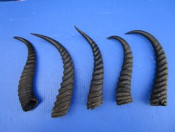 5 Male Springbok Horns for Crafts, 9-1/2 to 12-3/4 inches - Buy these for $9.00 each