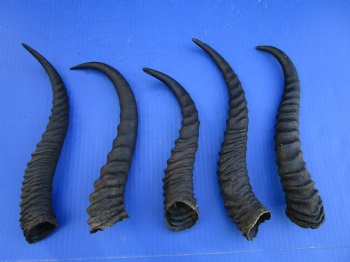 5 Male Springbok Horns for Crafts, 9-7/8 to 11-1/4 inches - Buy these for $9.00 each