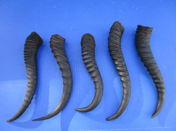 5 Male Springbok Horns for Crafts, 9-7/8 to 11-1/4 inches - Buy these for $9.00 each