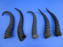 5 Male Springbok Horns for Crafts, 9-3/4 to 10-1/4 inches - Buy these for $9.00 each
