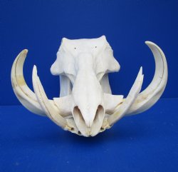 12-3/4 inches Real African Warthog Skull with 8-1/2 and 9-1/4 inches Ivory Tusks (split bottom tusk, hole back of skull) -  Buy this one for $149.99