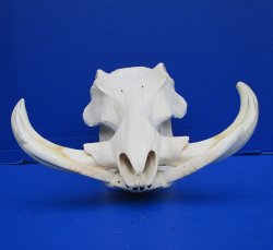 12-3/4 inches Large Real African Warthog Skull with 9-3/4 and 10 inches Ivory Tusks -  Buy this one for $164.99