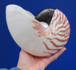 Chambered Nautilus Shell for Sale, Extra Large 7 inches by 3-3/4 inches for $39.99