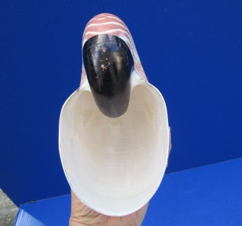 Chambered Nautilus Shell for Sale, Extra Large 7 inches by 3-3/4 inches for $39.99