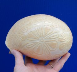 6-1/2 inches Carved Flower Design on Melo Melo Bailer Shell for Sale for $14.99