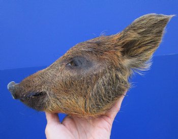 8 inches Preserved Georgia Wild Boar Head for $59.99