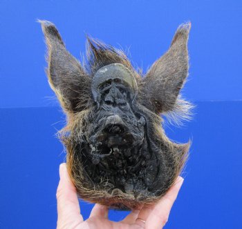 8 inches Preserved Georgia Wild Boar Head for $59.99