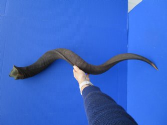 45 inches Extra Large Kudu Horn (32 inches Straight) <font color=red> Good Quality</font> for $149.99