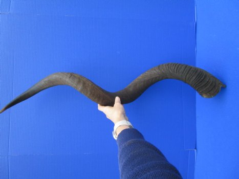 45 inches Extra Large Kudu Horn (32 inches Straight) <font color=red> Good Quality</font> for $149.99