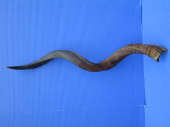 41 inches Natural Kudu Horn (31-3/4 inches Straight) 1 inch Cut at Mouth - Buy for $119.99