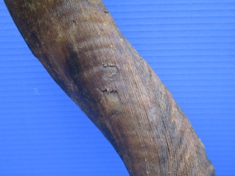40-1/2 inches Natural Kudu Horn (31-1/4 inches Straight) - Buy for $114.99