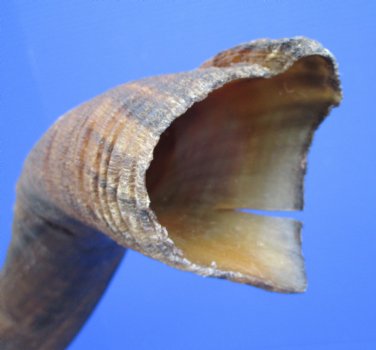 40-1/2 inches Natural Kudu Horn (31-1/4 inches Straight) - Buy for $114.99