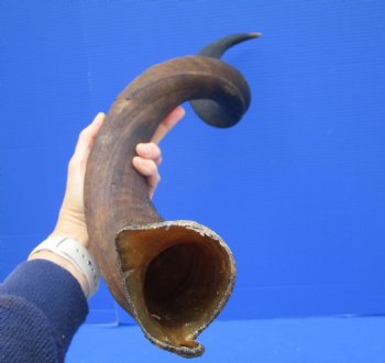 41 inches Natural Kudu Horn (31-3/4 inches Straight) 1 inch Cut at Mouth - Buy for $119.99
