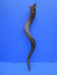40 inches Natural Kudu Horn (29-7/8 inches Straight) for $119.99