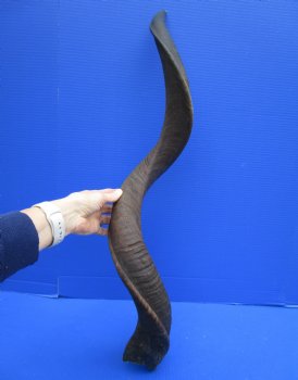 40 inches Natural Kudu Horn (29-7/8 inches Straight) for $119.99