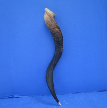 27 inches Half-Polished Kudu Horn (22 inches straight) - $62.99