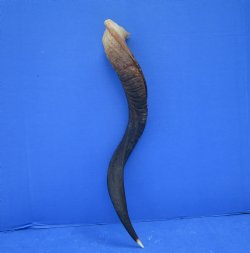 27 inches Half-Polished Kudu Horn (22 inches straight) - $62.99