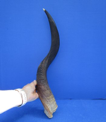 27 inches Half-Polished Kudu Horn (22 inches straight) - $62.99