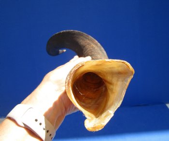 27 inches Half-Polished Kudu Horn (22 inches straight) - $62.99