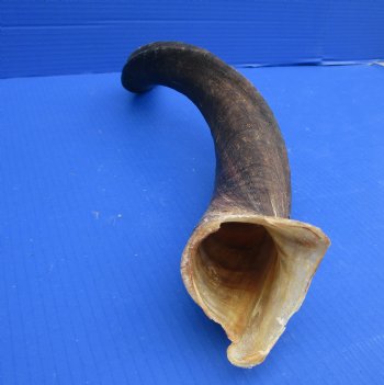 27 inches Kudu Horn (22 inches Straight) for $49.99