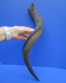 27 inches Kudu Horn (21 inches Straight) for $49.99