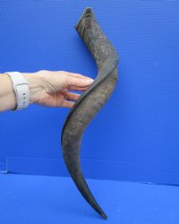 27 inches Kudu Horn (21 inches Straight) for $49.99