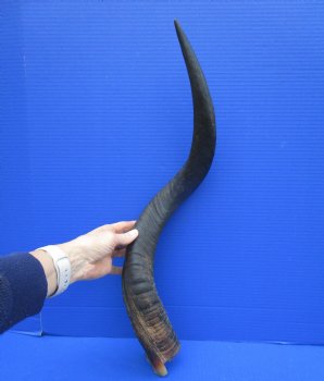 27-1/4 inches Kudu Horn (21-3/4 inches Straight) for $49.99