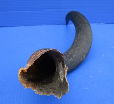 27-1/4 inches Kudu Horn (21-3/4 inches Straight) for $49.99