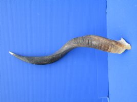 27-1/4 inches Kudu Horn (22-3/4 inches Straight) for $49.99