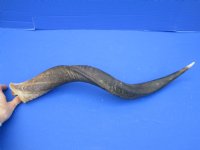 27-1/4 inches Kudu Horn (22-3/4 inches Straight) for $49.99