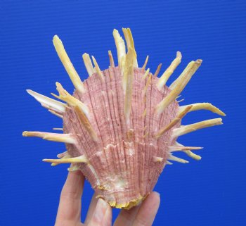 6-1/2 by 6 inches Large Regal Thorny Oyster, Spondylus Regius - Buy this one for $29.99