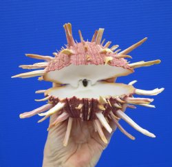 6-1/2 by 6 inches Large Regal Thorny Oyster, Spondylus Regius - Buy this one for $39.99