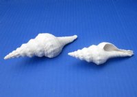 4-1/2 to 5-1/2 inches White Fusinus Nicobaricus Spindle Shells for Sale - Bag of 25 @ $1.20 each; Pack of 50 @ .96 each