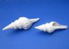 4-1/2 to 5-1/2 inches White Fusinus Nicobaricus Spindle Shells for Sale - Bag of 25 @ $1.20 each; Pack of 50 @ .96 each