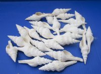 4-1/2 to 5-1/2 inches White Fusinus Nicobaricus Spindle Shells for Sale - Bag of 25 @ $1.20 each; Pack of 50 @ .96 each