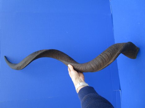 46 inches Extra Large Kudu Horn (33-1/4 inches Straight) <font color=red> Good Quality</font> for $149.99