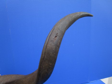 46 inches Extra Large Kudu Horn (33-1/4 inches Straight) <font color=red> Good Quality</font> for $149.99