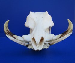 13 inches Real African Warthog Skull with 9 inches Ivory Tusks for $164.99
