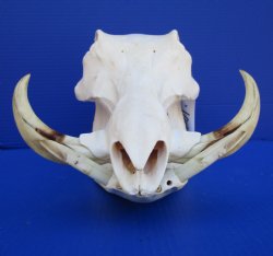 12-3/4 inches Warthog Skull with 6-3/4 inches Ivory Tusks, Damaged Back of Skull, for $109.99