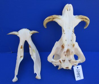 12-3/4 inches Warthog Skull with 6-3/4 inches Ivory Tusks, Damaged Back of Skull, for $109.99