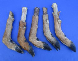 5 Preserved Whitetail Deer Legs, Exposed Bone, 14-1/2 to 15-1/2 inches <font color=red> Grade B</font> for $2.50 each 