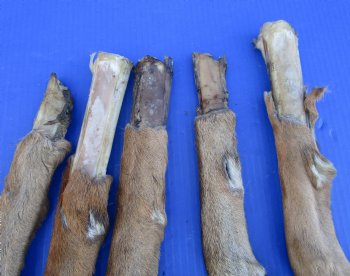 5 Preserved Whitetail Deer Legs, Exposed Bone, 14-1/2 to 15-1/2 inches <font color=red> Grade B</font> for $2.50 each 